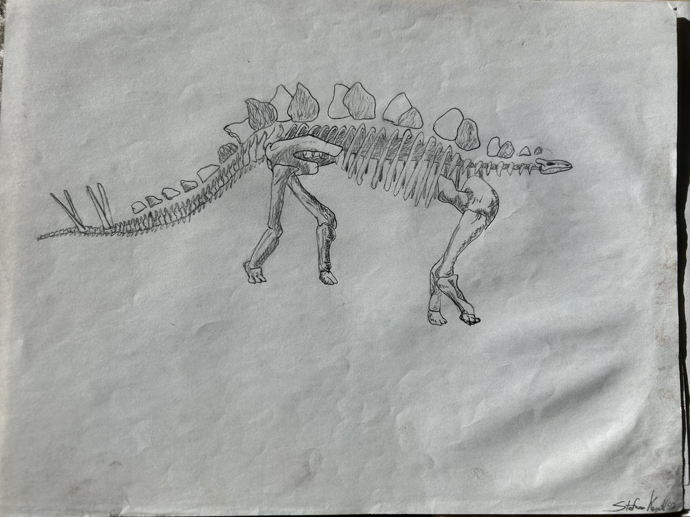 A stegosaurus skeleton study in pencil and ink