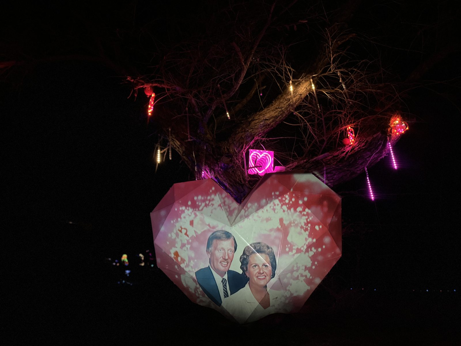 A couple's portrait glowing on the heart beneath a tree strung with lights