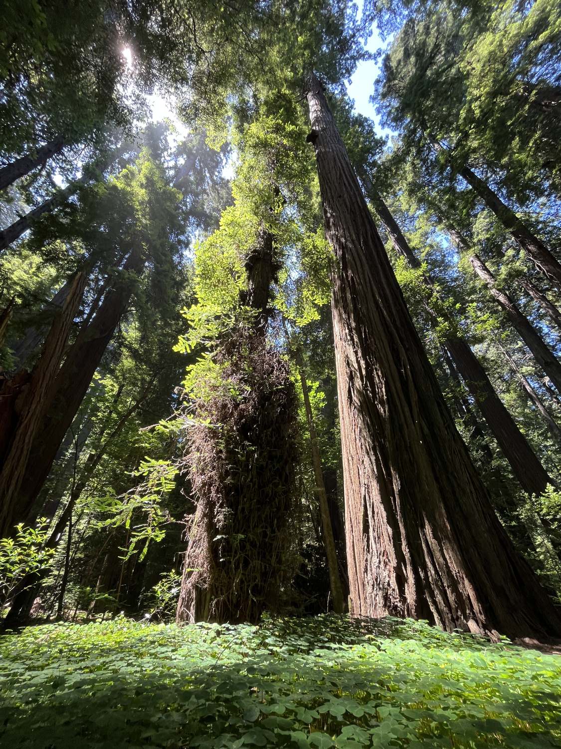 Redwoods rising toward sunlight breaking through the canopy